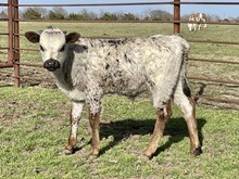 DB Iron Sniper x Good Luck Charm Bull